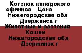 Котенок канадского сфинкса › Цена ­ 6 000 - Нижегородская обл., Дзержинск г. Животные и растения » Кошки   . Нижегородская обл.,Дзержинск г.